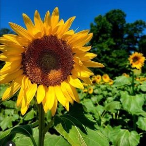 Meet your Posher, Sheelu